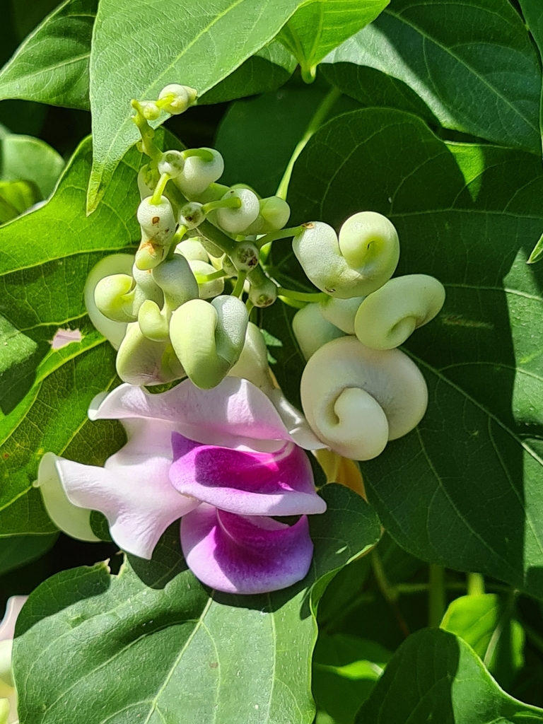 Snail vine