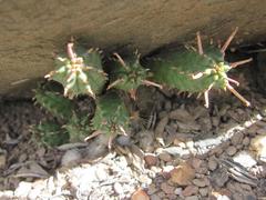 Euphorbia nesemannii