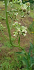 Senecio sennikovii