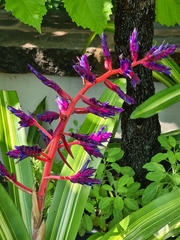 Aechmea dichlamydea