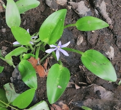 Heteranthera