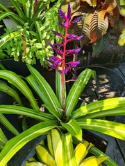 Aechmea dichlamydea