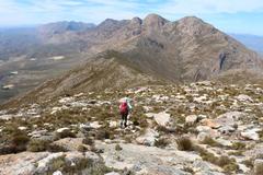 Helichrysum zwartbergense