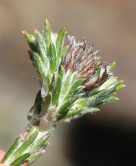 Helichrysum zwartbergense