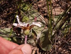 Arctotis verbascifolia