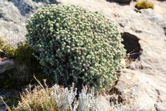 Helichrysum zwartbergense