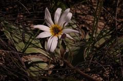 Arctotis verbascifolia