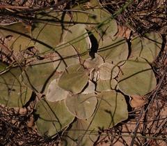 Arctotis verbascifolia