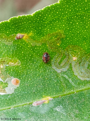 Scymnobius ecuadoricus