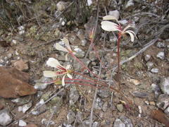 Pelargonium carneum
