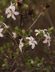 Agathosma spinescens