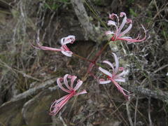 Nerine humilis