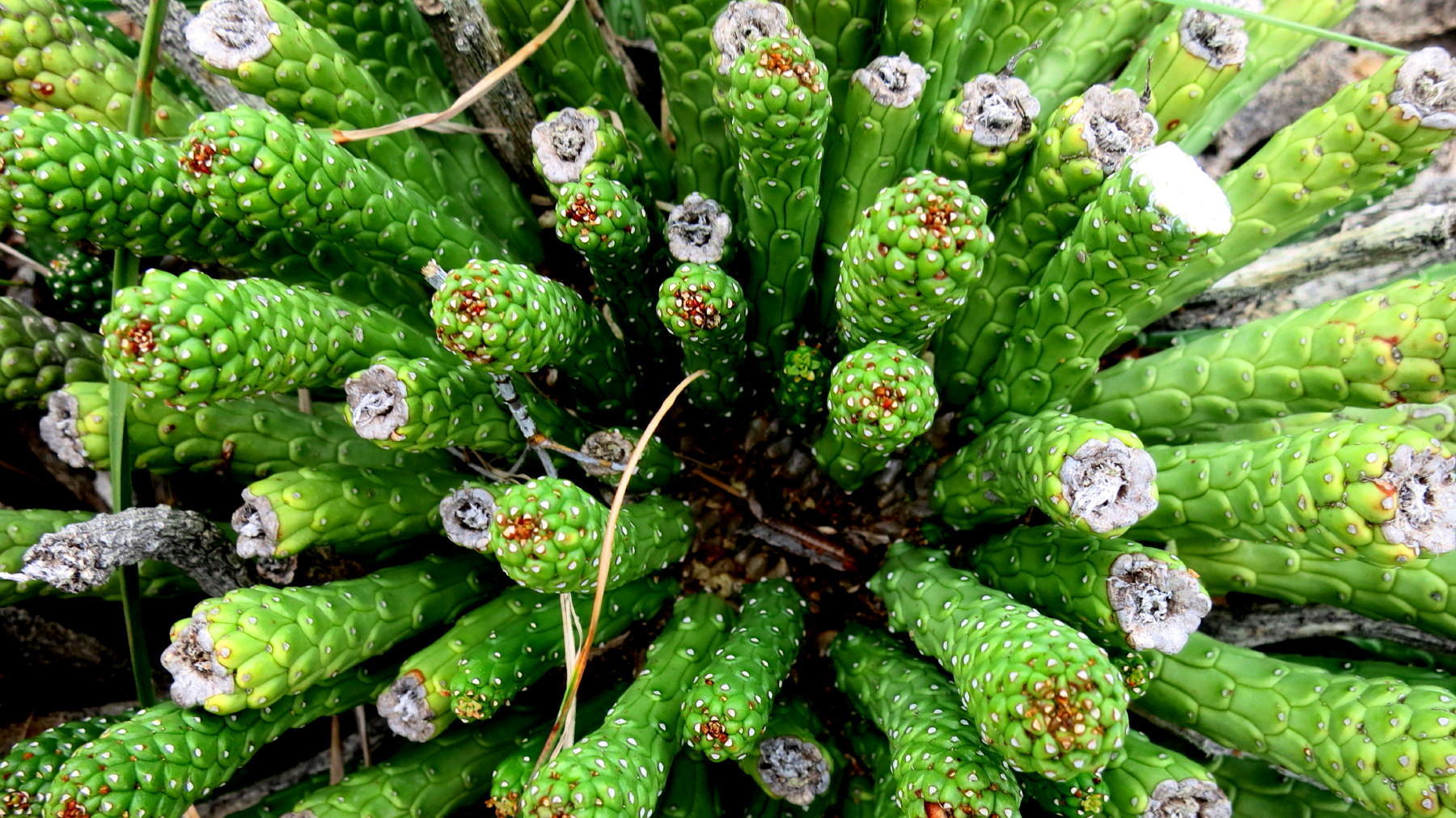 Euphorbia colliculina