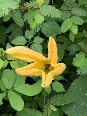 Cucurbita argyrosperma