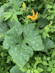 Cucurbita argyrosperma