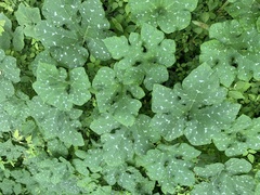 Cucurbita argyrosperma