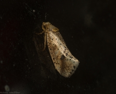 Azaleodes micronipha