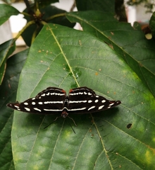Catonephele acontius acontius