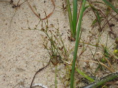 Juncus pelocarpus