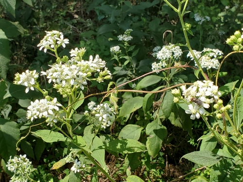 Verbesina virginica