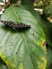 Catonephele acontius acontius