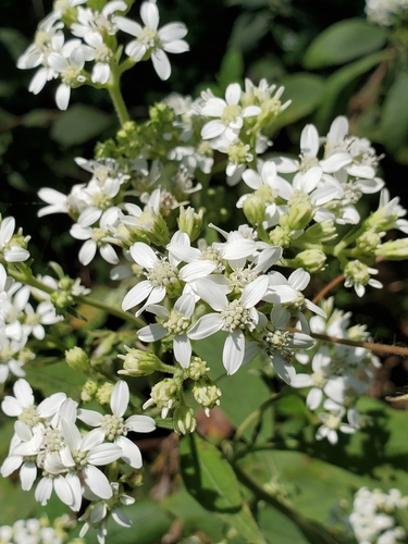 Verbesina virginica