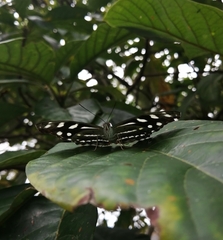 Catonephele acontius acontius