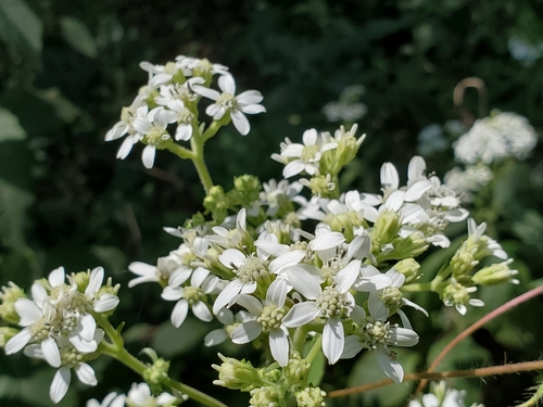Verbesina virginica