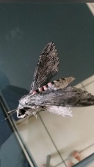 Agrius convolvuli