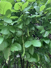 Coccoloba barbadensis