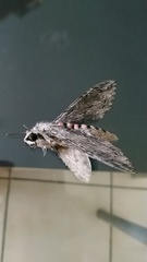 Agrius convolvuli