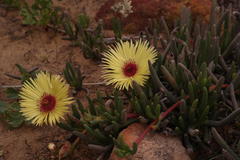 Cephalophyllum tricolorum
