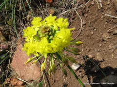 Bulbine capitata