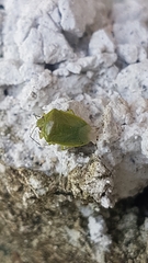 Chinavia marginata