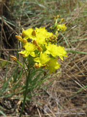 Bulbine capitata