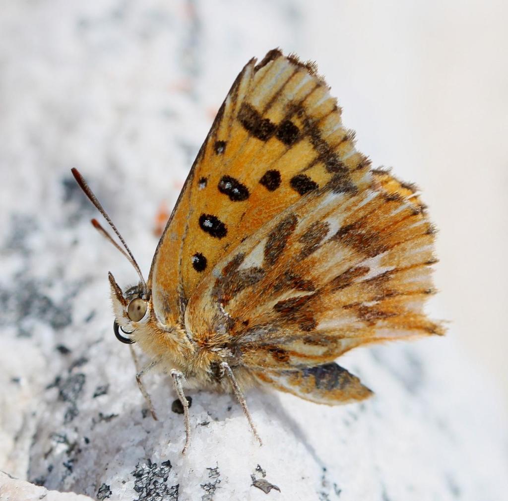 Pyramus Opal