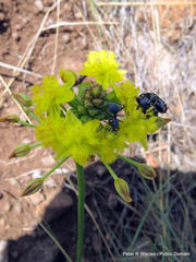 Bulbine capitata