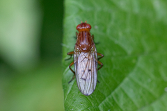 Sciomyzoidea