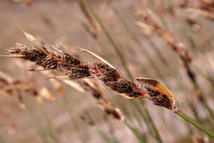 Askidiosperma insigne