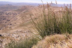 Askidiosperma insigne