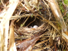 Myiothlypis coronata