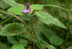 Stachys mexicana