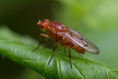 Sciomyzoidea