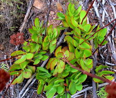 Crassula cultrata