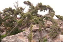 Diospyros ramulosa