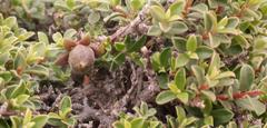 Diospyros ramulosa