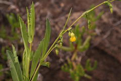 Hermannia denudata denudata