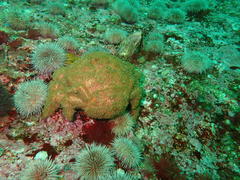 Dromidia aegibotus