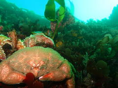 Dromidia aegibotus