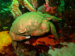 Dromidia aegibotus